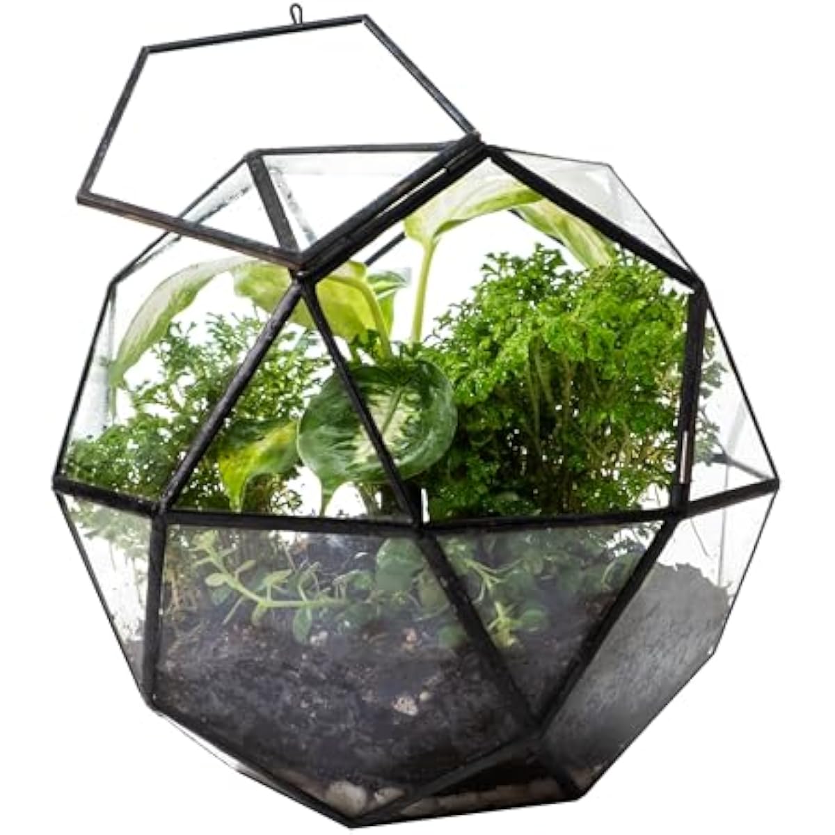 Glass Door Hinge - Terrarium sphérique géométrique avec porte à