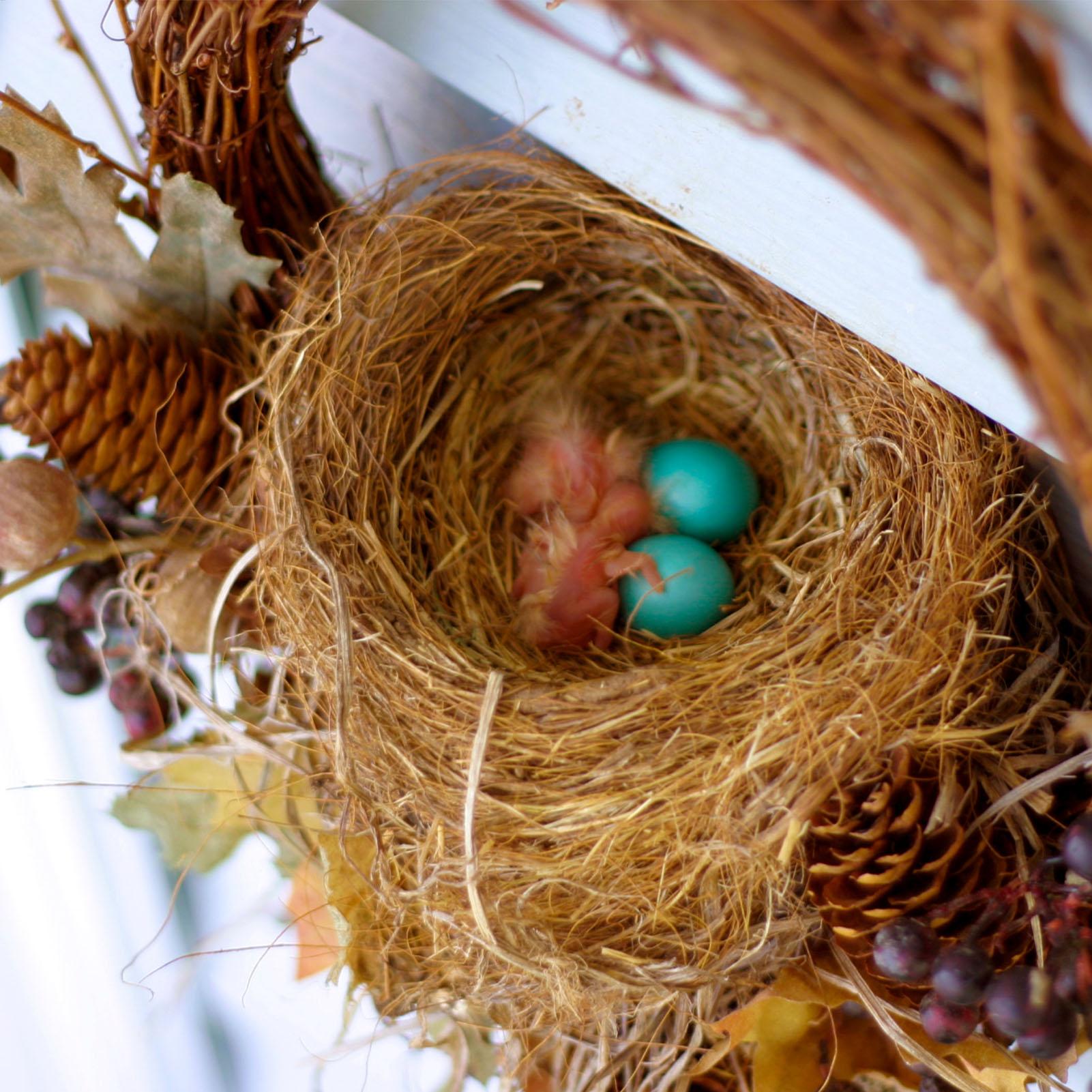 Fibre de coco pour oiseaux 250 - Substrate Coconut Fiber avis et prix
